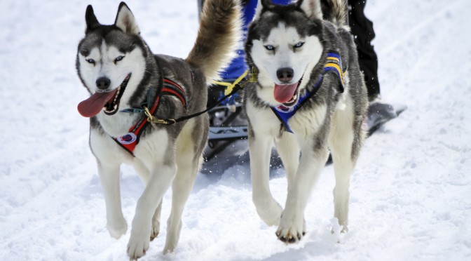 Åka hundspann i Åre