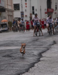 dog-646172_960_720