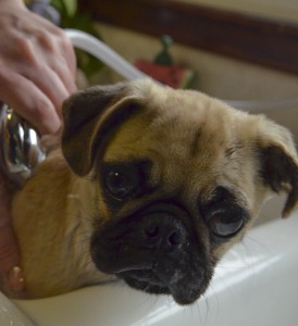 pug-694802_960_720