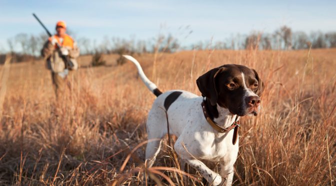 "Pointer-hund jagar med husse