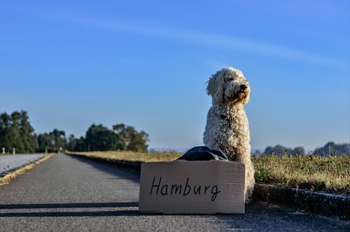Flytta utomlands med hunden