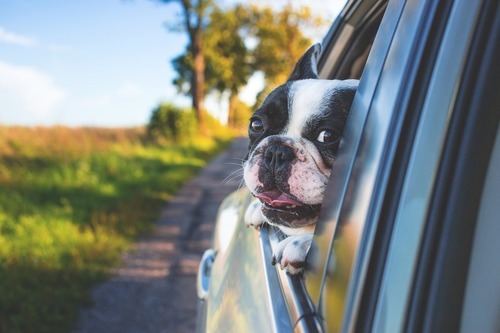 Rätt bil till rätt hund