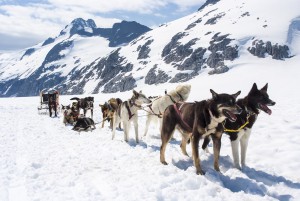 Alaska - Dog Sledding