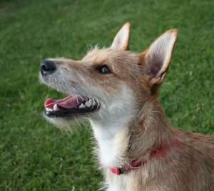 Terrier_mixed-breed_dog